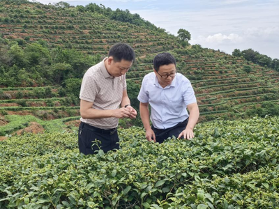 &ldquo;科技特派員+&rdquo;服務 助推茶園管理提質增效